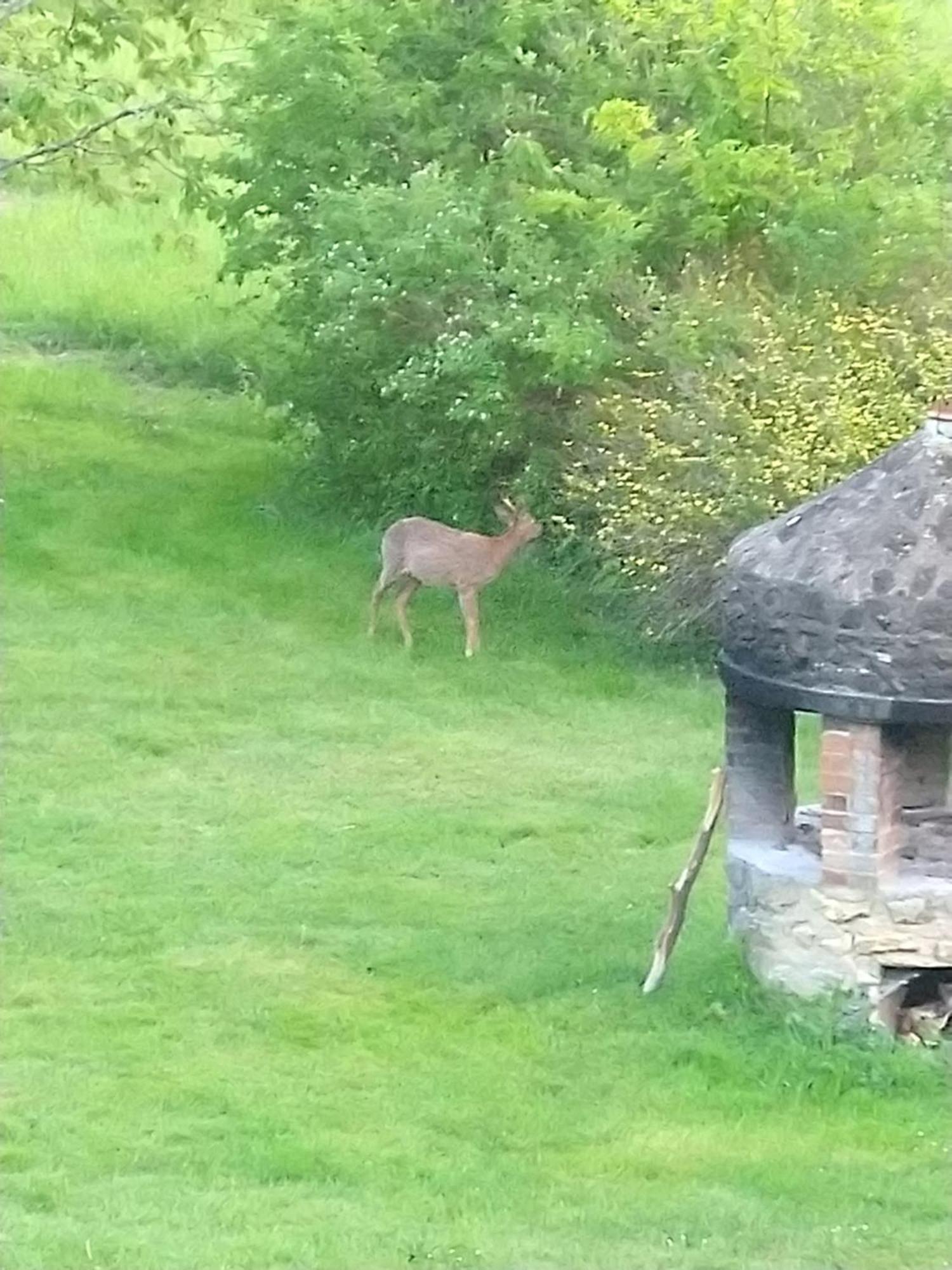 Bed and Breakfast La Jonquiere Bouloire Exterior foto